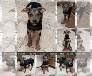 Mutt Dogs for adoption in Mesa, AZ, USA