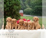Small #2 Golden Retriever