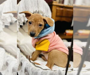 Mutt Dogs for adoption in Mundelein, IL, USA