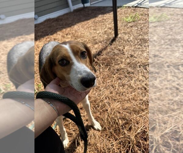 Medium Photo #1 Mutt Puppy For Sale in Hilton Head, SC, USA