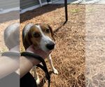 Small Mutt