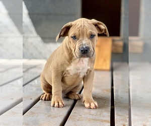 American Bully Puppy for sale in SENECA, SC, USA