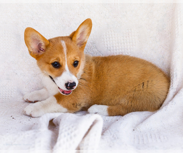 Medium Photo #54 Pembroke Welsh Corgi Puppy For Sale in WAKARUSA, IN, USA