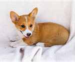 Small #7 Pembroke Welsh Corgi