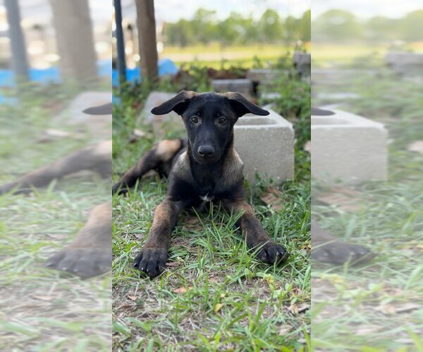 Medium Photo #6 Mutt Puppy For Sale in Imlay City, MI, USA