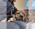 Small #9 American Bulldog Mix