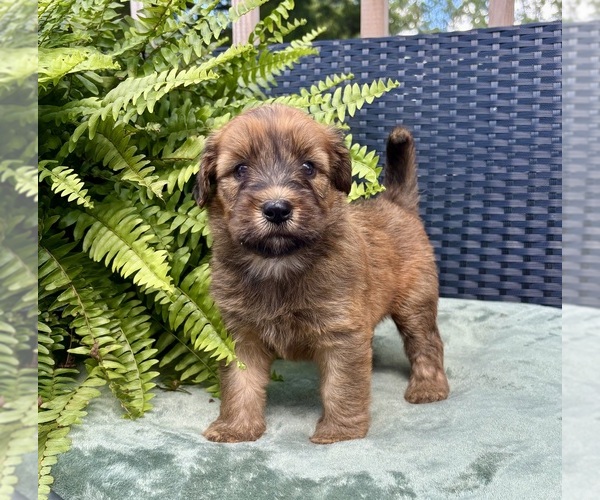 Medium Photo #3 Whoodle Puppy For Sale in DOSS, MO, USA