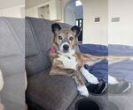 Small #1 Mountain Cur Mix