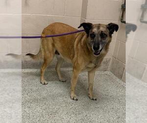 German Shepherd Dog-Unknown Mix Dogs for adoption in Conroe, TX, USA