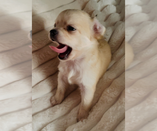 Medium Photo #11 Chihuahua Puppy For Sale in ADAMSVILLE, TN, USA