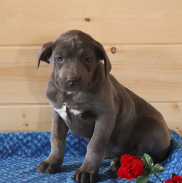 Medium Photo #1 Cane Corso Puppy For Sale in GAP, PA, USA