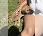 Puppy Blue boy Great Dane