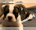 Small Photo #5 Olde English Bulldogge Puppy For Sale in ROCHESTER, NY, USA