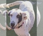 Small #1 Dalmatian Mix