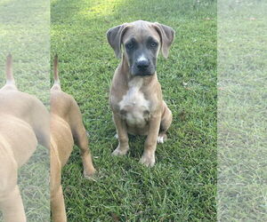 Great Dane-Unknown Mix Dogs for adoption in Ball Ground, GA, USA