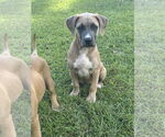 Small Great Dane Mix