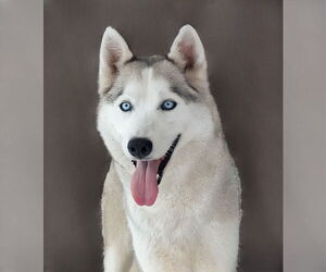 Siberian Husky Dogs for adoption in Pasadena, CA, USA
