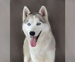 Small Siberian Husky
