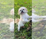 Small Photo #6 Shih Tzu Puppy For Sale in Weston, FL, USA
