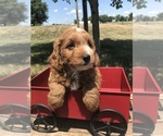 Small Photo #2 Goldendoodle (Miniature) Puppy For Sale in GOSHEN, IN, USA