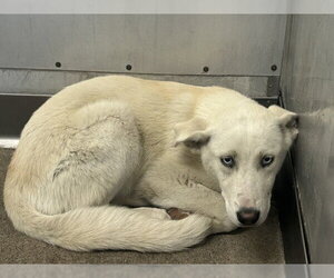 Siberian Husky Dogs for adoption in San Bernardino, CA, USA