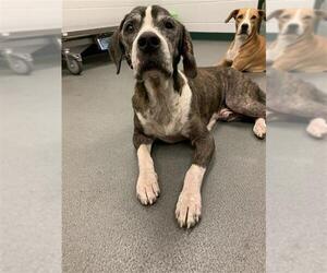 Beagle-Unknown Mix Dogs for adoption in Corpus Christi, TX, USA