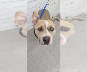 Mutt Dogs for adoption in San Bernardino, CA, USA