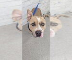Small Mutt