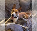 Small #7 Bull Terrier Mix