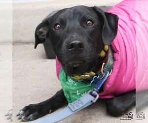 Milee - Female Labrador Retriever-Retriever  Mix Dog for Adoption - Photo #8