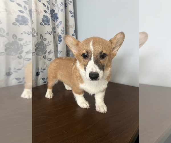 Medium Photo #36 Pembroke Welsh Corgi Puppy For Sale in DURHAM, CT, USA
