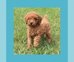 Small Photo #1 Cavapoo Puppy For Sale in LOS ANGELES, CA, USA