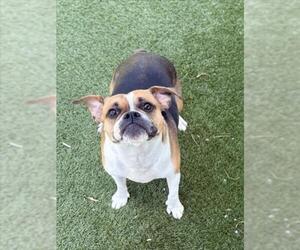 Puggle Dogs for adoption in Toronto, Ontario, Canada