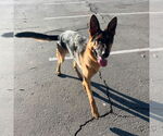 Small #2 German Shepherd Dog