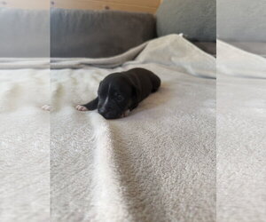 Caroline - Brynns litter - Female American Staffordshire Terrier-Unknown Mix Dog for Adoption - Photo #2