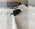 Small #1 American Staffordshire Terrier Mix