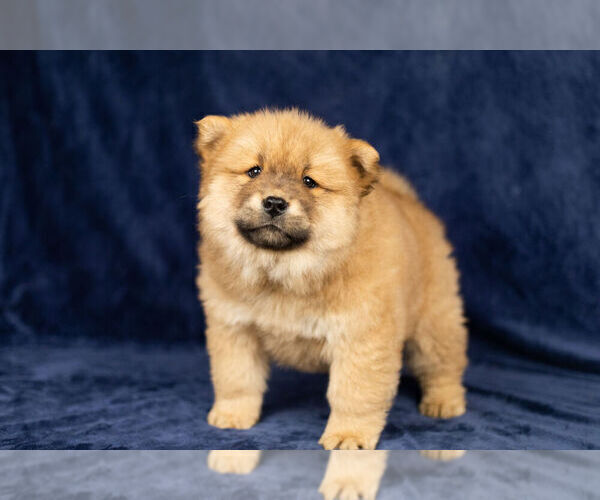 Medium Photo #11 Chow Chow Puppy For Sale in NAPPANEE, IN, USA