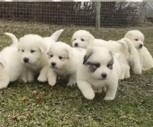 Great Pyrenees Puppy for sale in UTICA, OH, USA
