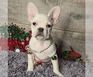 French Bulldog Puppy for sale in JASONVILLE, IN, USA