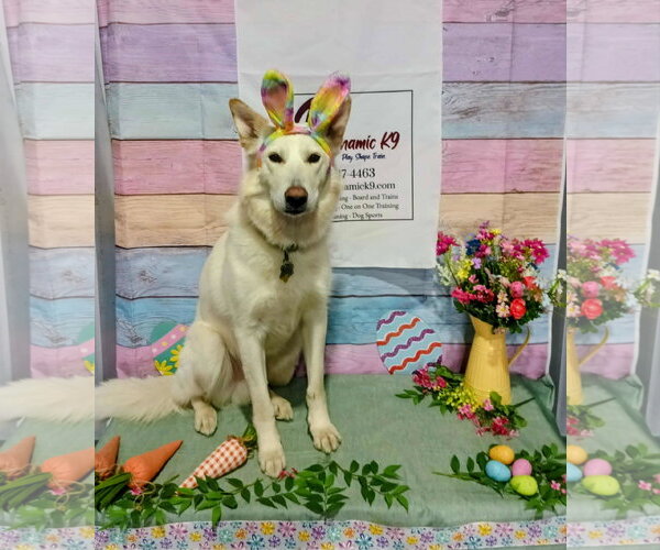 Medium Photo #6 German Shepherd Dog-Unknown Mix Puppy For Sale in Sandy, UT, USA