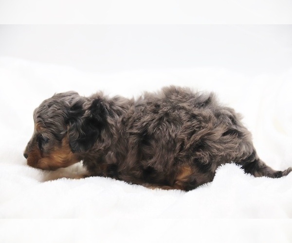 Medium Photo #24 Cockapoo Puppy For Sale in RIPLEY, TN, USA