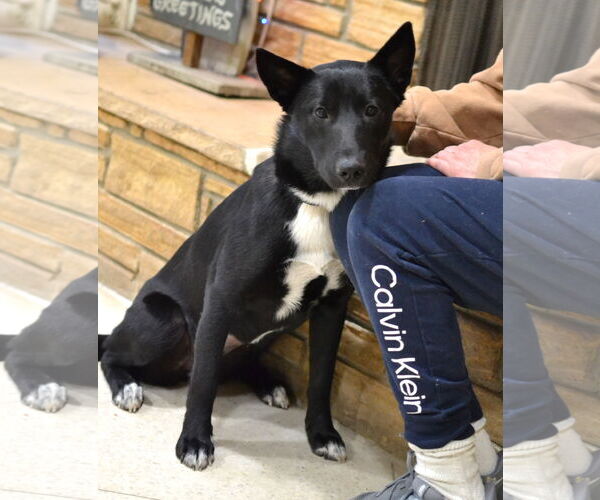 Medium Photo #3 Border Collie-Unknown Mix Puppy For Sale in Germanton, TN, USA