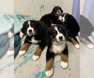 Bernese Mountain Dog Puppy for sale in SLIPPERY ROCK, PA, USA
