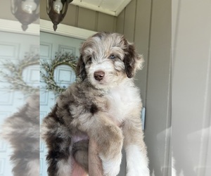 Aussiedoodle Puppy for Sale in LONGWOOD, Florida USA