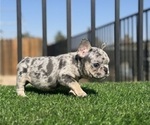 Small #2 French Bulldog