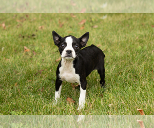Boston Terrier Puppy for sale in MILFORD, IN, USA