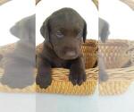 Small Photo #1 Labrador Retriever Puppy For Sale in KALAMAZOO, MI, USA