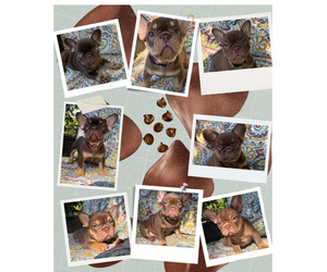 French Bulldog Litter for sale in BRIGHTON, CO, USA