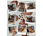 Image preview for Ad Listing. Nickname: Litter of 8