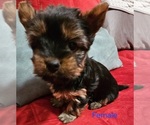 Small #11 Yorkshire Terrier
